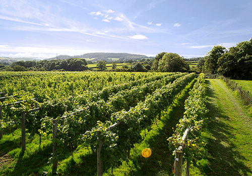 In An Uncertain Climate UK Farmland Values Remain Polarised